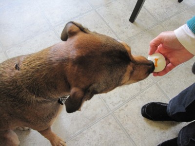 what are sprinkles dog cupcakes made of